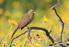 California Towhee